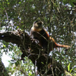 Mgahinga Golden Monkey Trekking Uganda