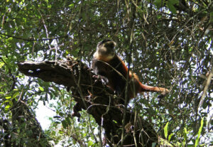 Mgahinga Golden Monkey Trekking Uganda