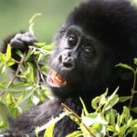 Uganda Travel Tips – The Most Important Information for Your Safari Adventure