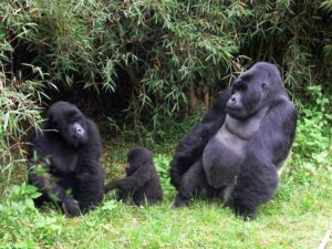 Uganda Gorilla Trekking Age Limit – Who Can Trek the Mountain Gorillas