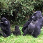 What Is Gorilla Trekking? – All You Need to Know About Gorilla Trekking 2024/2025