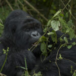 3 Days Rwanda Gorilla Safari Adventure