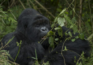 Exclusive Gorilla Trekking in Rwanda