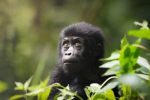 gorilla_baby_bwindi___1200x800