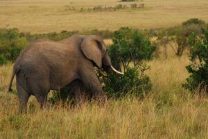 masai mara elephant