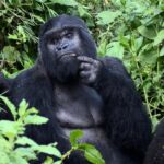 Threats to the Mountain Gorilla Population – Challenges Facing Africa’s Gentle Giants