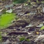 Mpanga Central Forest – Uganda’s Hidden Tropical Gem