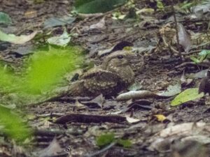 Mpanga Central Forest – Uganda’s Hidden Tropical Gem