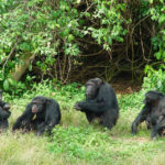 Lowest Price Short Uganda Gorilla Safaris