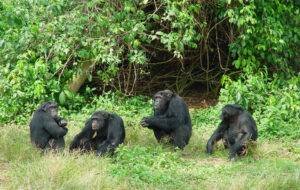 Lowest Price Short Uganda Gorilla Safaris