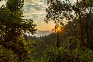 Night Walking Safari in Nyungwe National Park – Discover the Forest After Dark