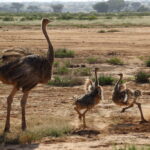 What is a Game Drive Safari?