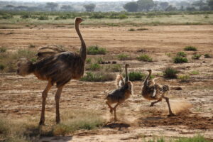 What is a Game Drive Safari?