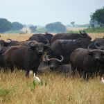 Frequently Asked Questions About Uganda Safaris – Everything You Need to Know Before You Go