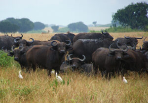 Frequently Asked Questions About Uganda Safaris – Everything You Need to Know Before You Go